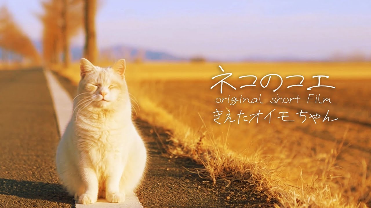 猫の声が聞こえる陽だまりヶ丘から消えた猫｜オイモちゃん編#ショートドラマ #ショートフィルム