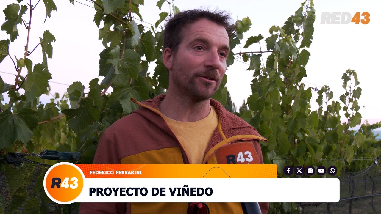 PROYECTO DE VIÑEDO