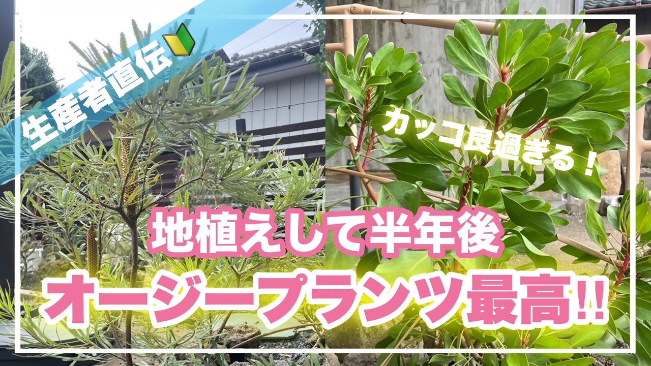 地植えしたオージープランツが凄い事になってた！【オージープランツ】