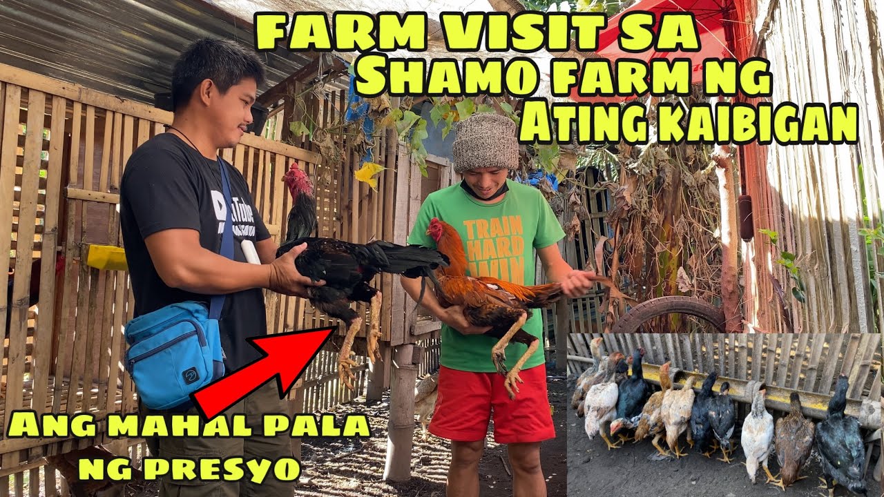 FARM VISIT TO A FRIEND | SHAMO CHICKEN FARM IN GENERAL SANTOS CITY | MAGKANO ANG PRESYOHAN NGAYON