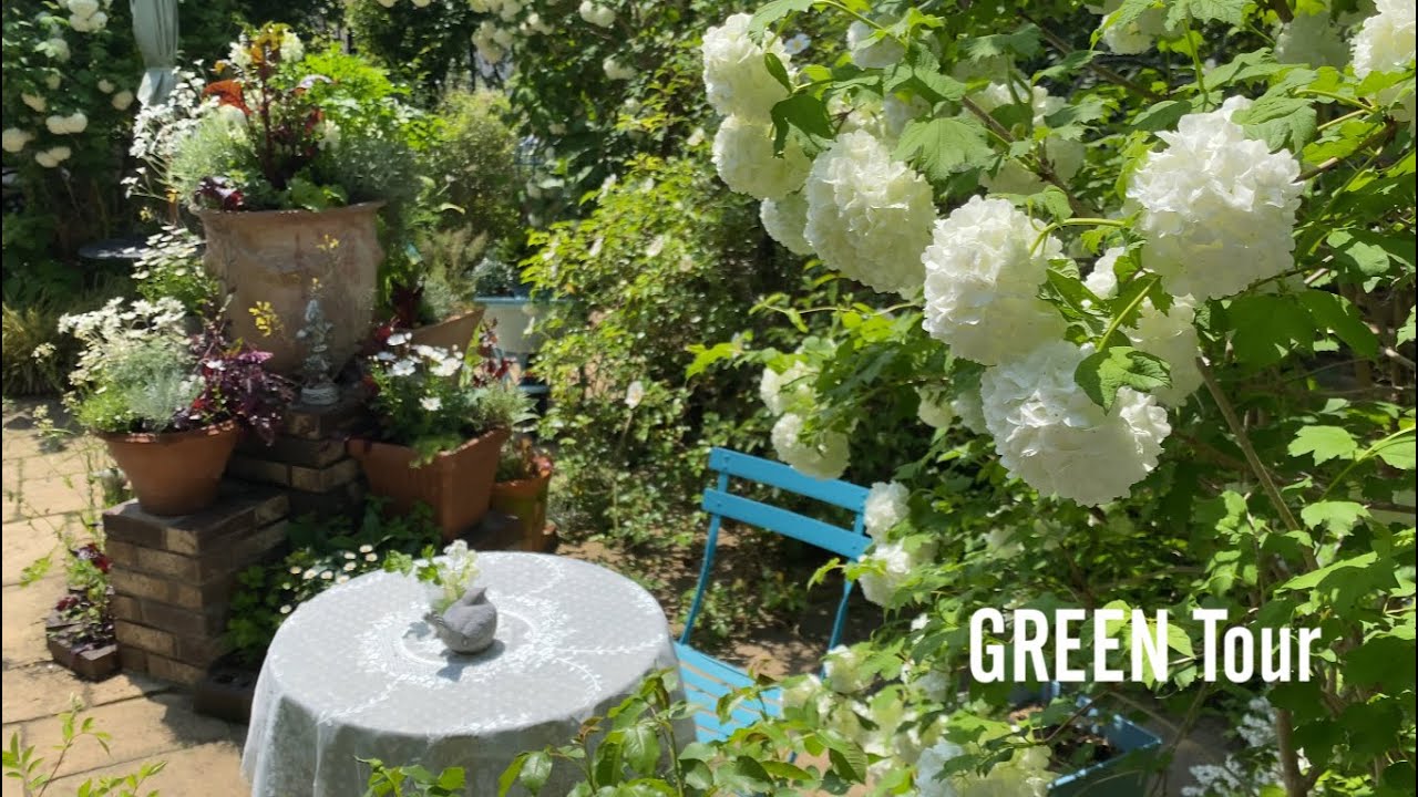 【個人邸】極上のホワイトガーデンはお庭歴49年我流で土無しコンクリートに植えられたとは思えないほど美しい世界広がる贅沢で素敵すぎるお庭！| H様邸 | 園芸/ガーデニング店巡り | 兵庫/宝塚