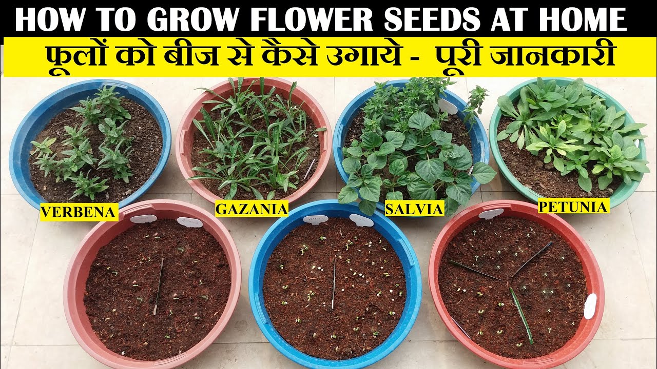 फुलों के बीज कैसे ग्रो करें | How To Grow Flower Seeds At Home (FULL UPDATES)