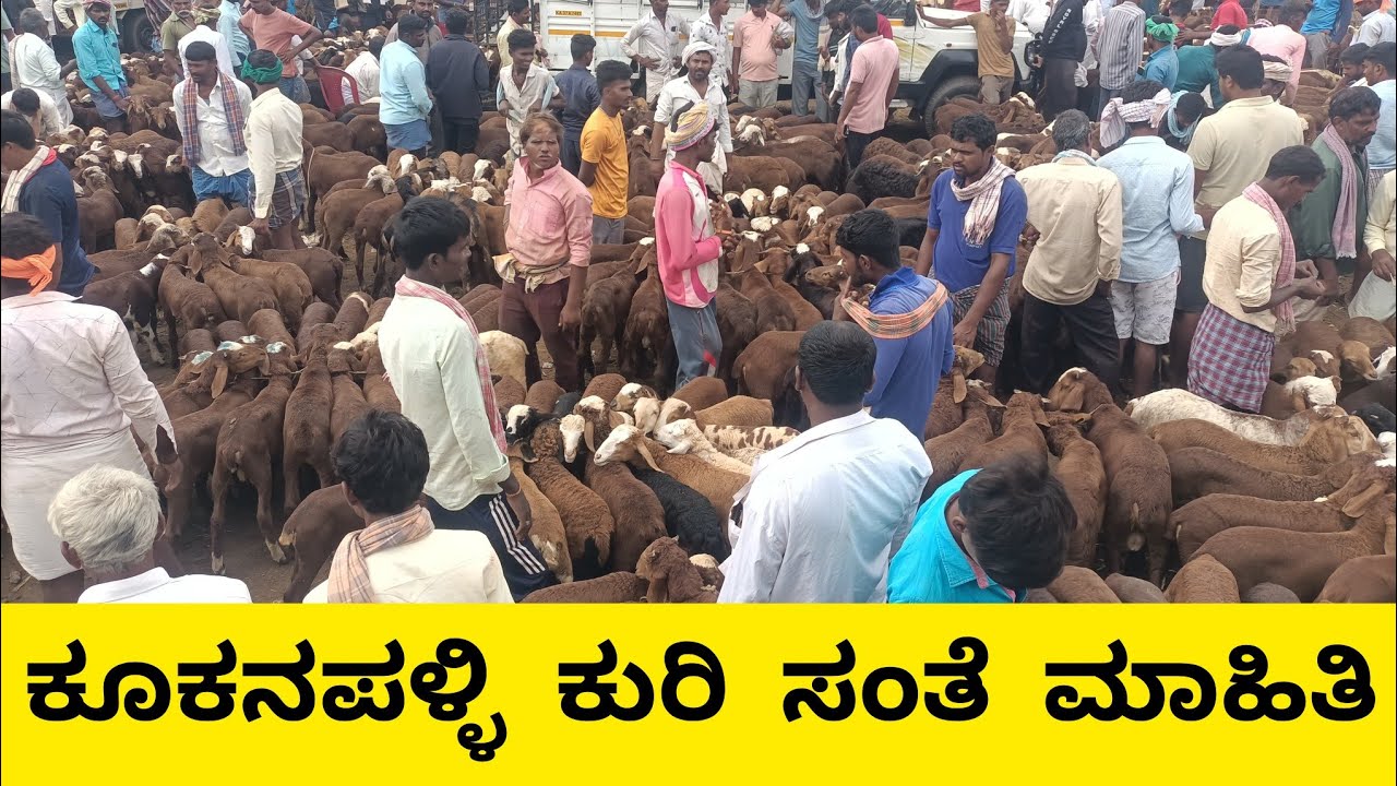 ಕೂಕನಪಳ್ಳಿ ಕುರಿ ಸಂತೆ | Kukanapalli sheep market |