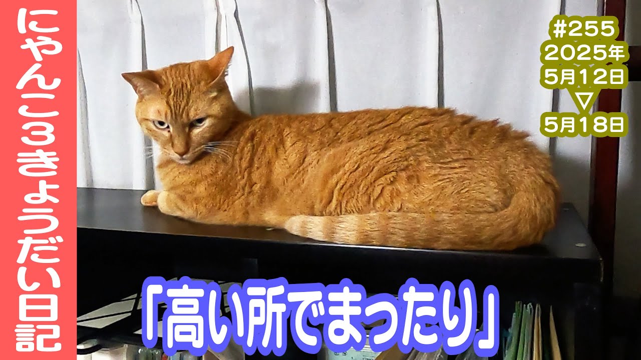 Diary of 3Cats #255 [May12-18/2025]