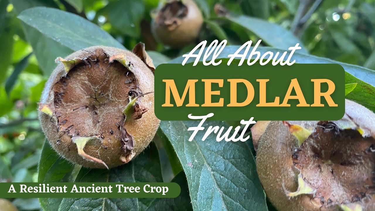 An ancient fruit thrives in my food forest
