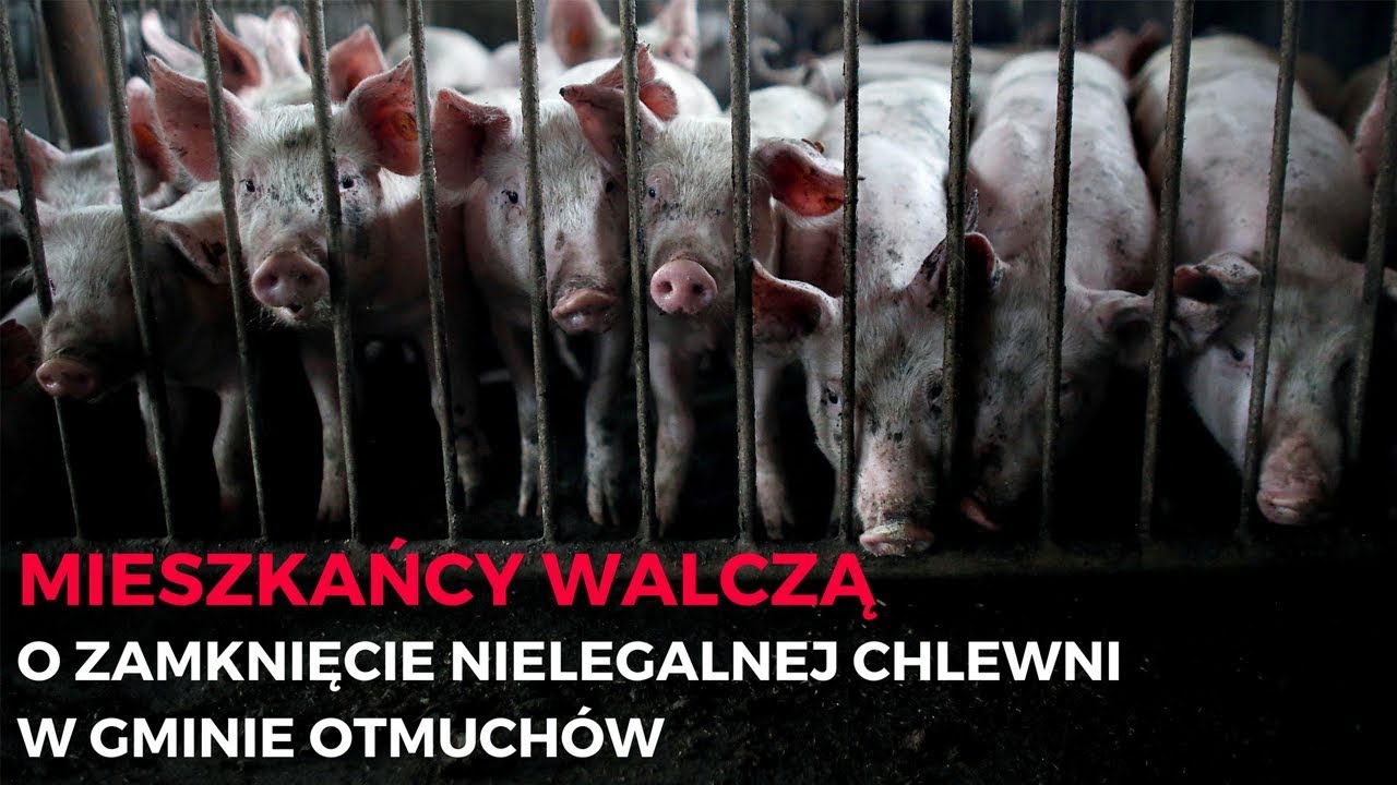 Nielegalna chlewnia w gminie Otmuchów - Stop Fermom Koalicja SpołecznA