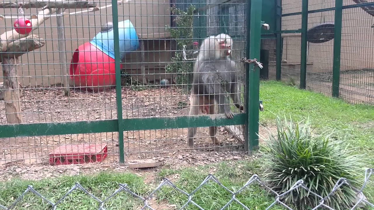Pissed off baboon