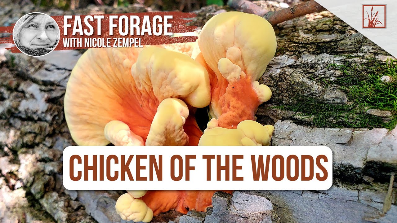 This Mushroom Taste Like Chicken
