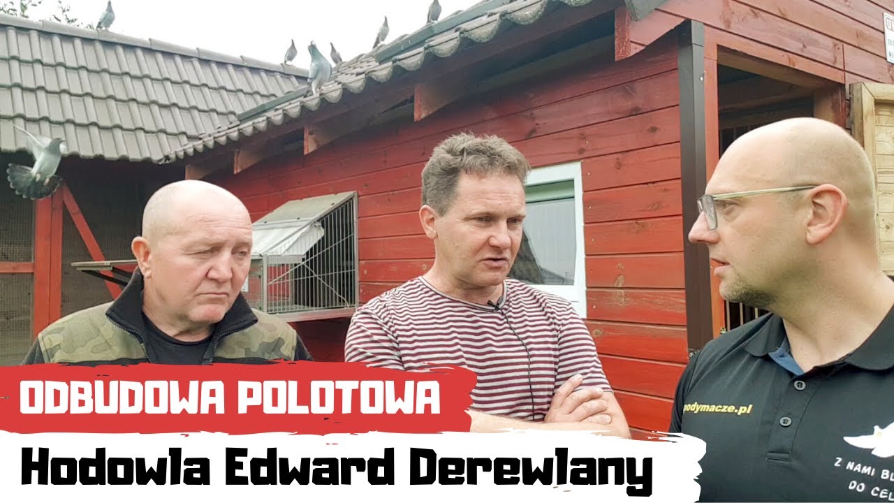 Odbudowa polotowa po bardzo trudnym locie 330 km Grimma. Hodowla Edward Derewlany