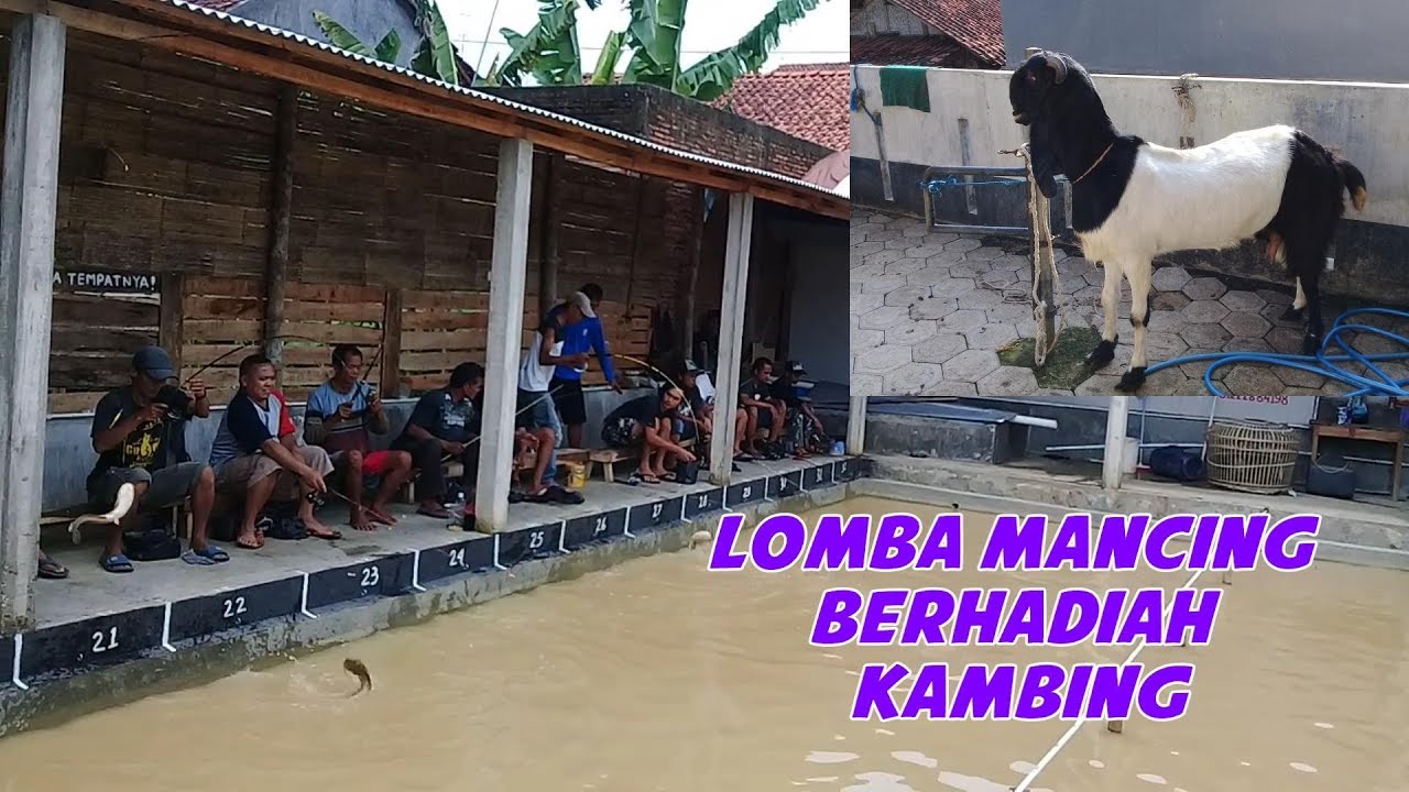 WOW.! Serunya Lomba Mancing Berhadiah Kambing, Lokasi Pemancingan Masuhan