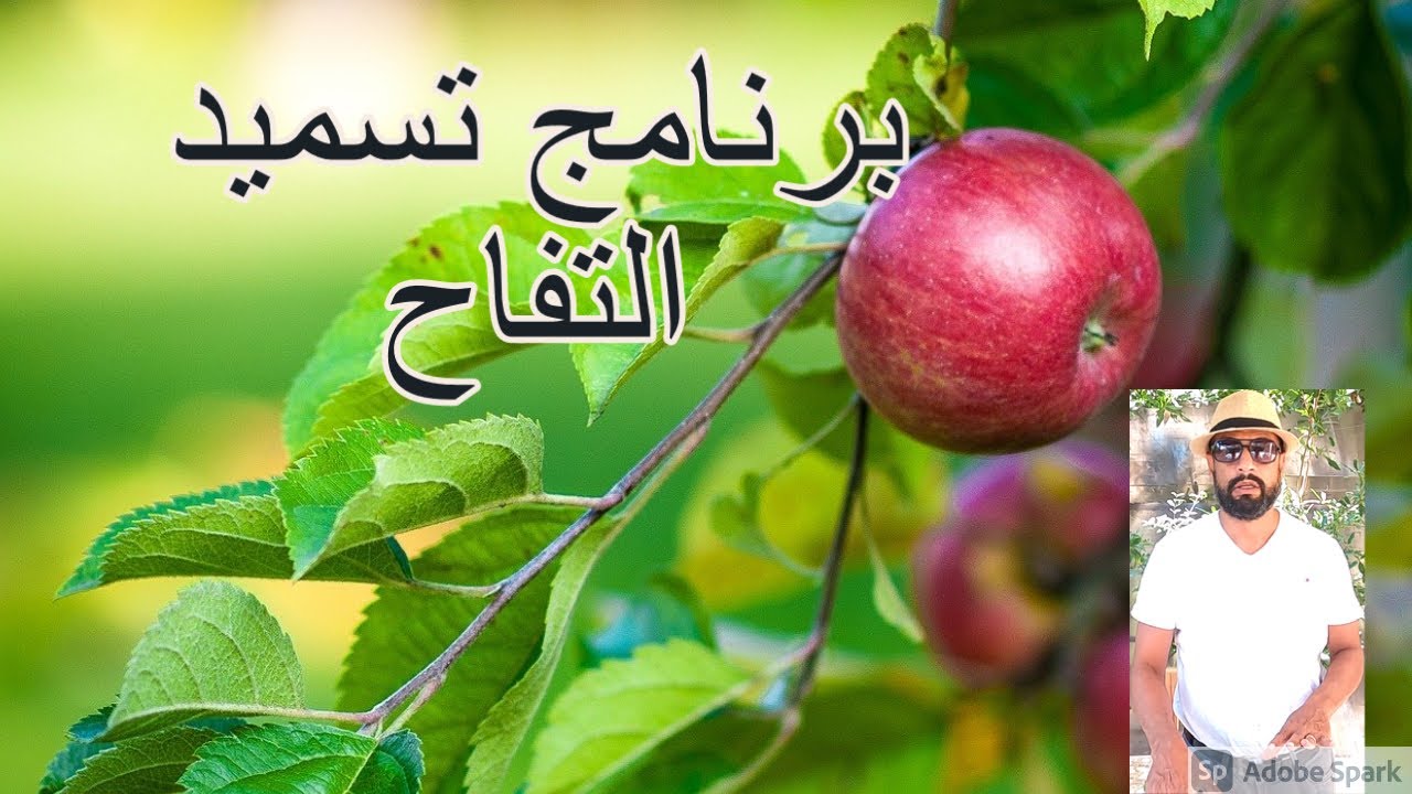 برنامج تسميد ومكافحة اشجار التفاح لشهر يناير