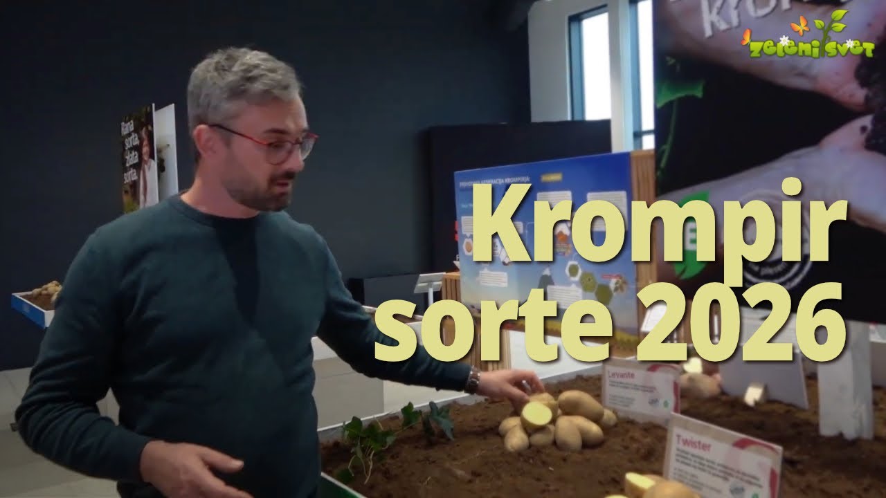 Dober krompir – izbor sort za leto 2026
