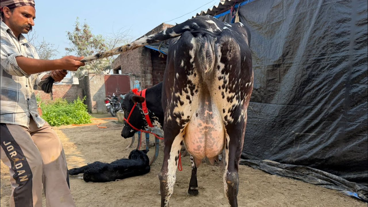 ਇੱਕ ਤਾਜ਼ੀ ਸੂਈ ਗਾਂ ਵਿਕਾਉ 👌🔥ਘੱਟ ਰੇਟ 😱🔥Bawa dairy farm 