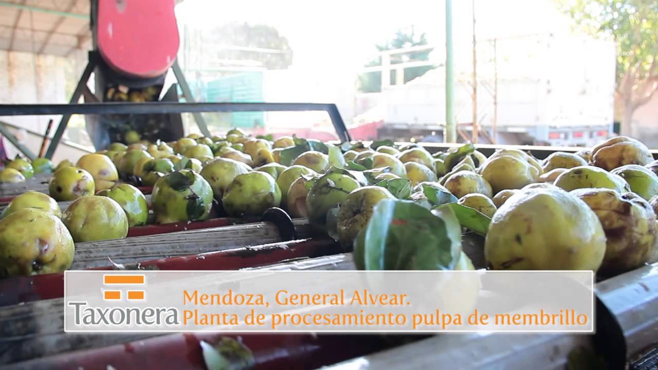 Cosecha Membrillo