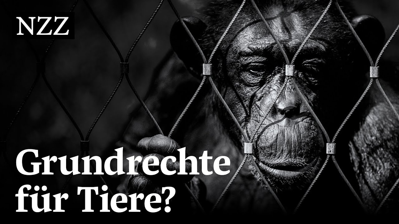 Affe, Elefant, Mastschwein: Was w&auml;re, wenn auch Tiere Grundrechte h&auml;tten?