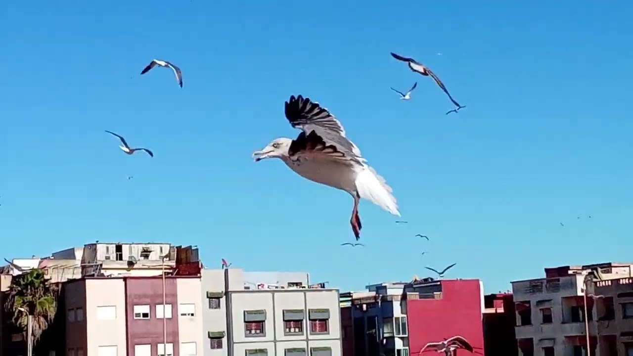الطيور تطير رائعه جدا 