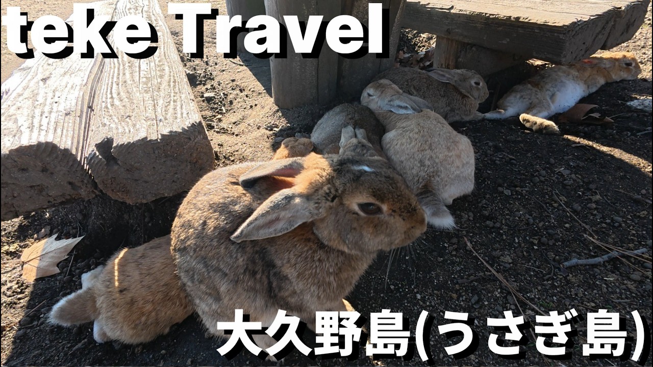 【旅行】大久野島/広島県竹原市 ウサギ島で最高の癒しをいただきました