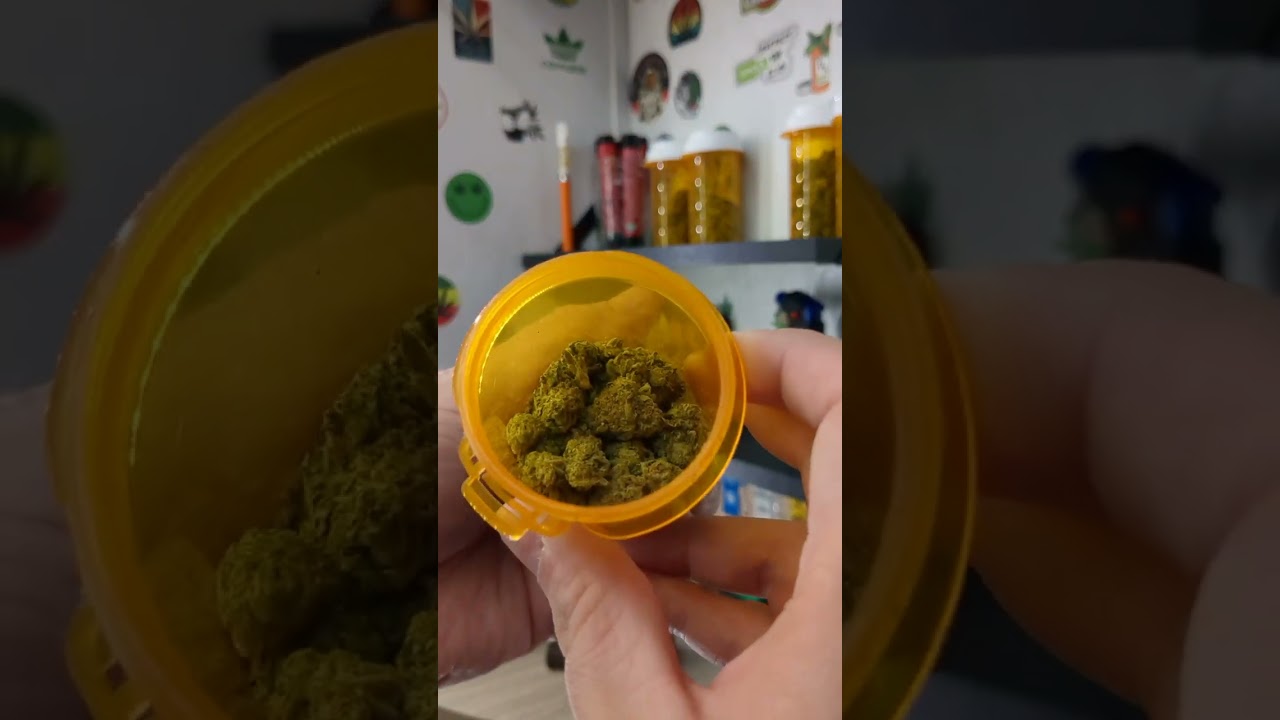 Strain of the day (Tropical Haze)