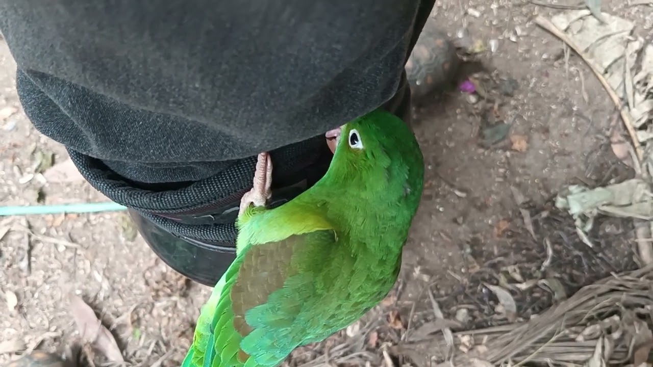 Pocholin revisa muy bien la armadura 