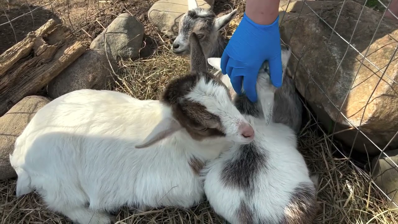 How to vaccinate your goats & sheep #vaccine #howto #diy #homestead #farm #goats #sheep