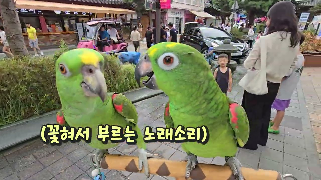 딱! 노래 한곡만~ 부르면안돼? | 노래하는 앵무새의 노래실력은? 