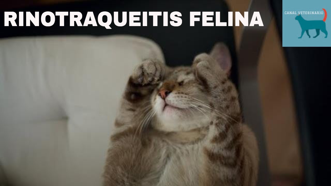 Rinotraqueitis felina conocida como gripe felina