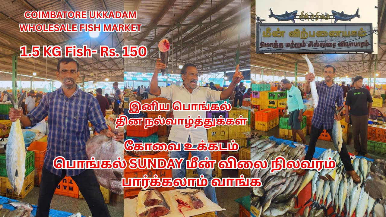 Low Rate Alert | உக்கடம் இன்றைய மீன் விலை நிலவரம்| Coimbatore Ukkadam Wholesale fish Market 