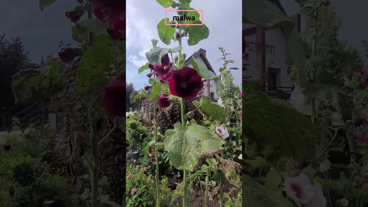 Malwa - zapomniany kwiat z ogr&oacute;dk&oacute;w naszych babć? #malwa #prawoślaz