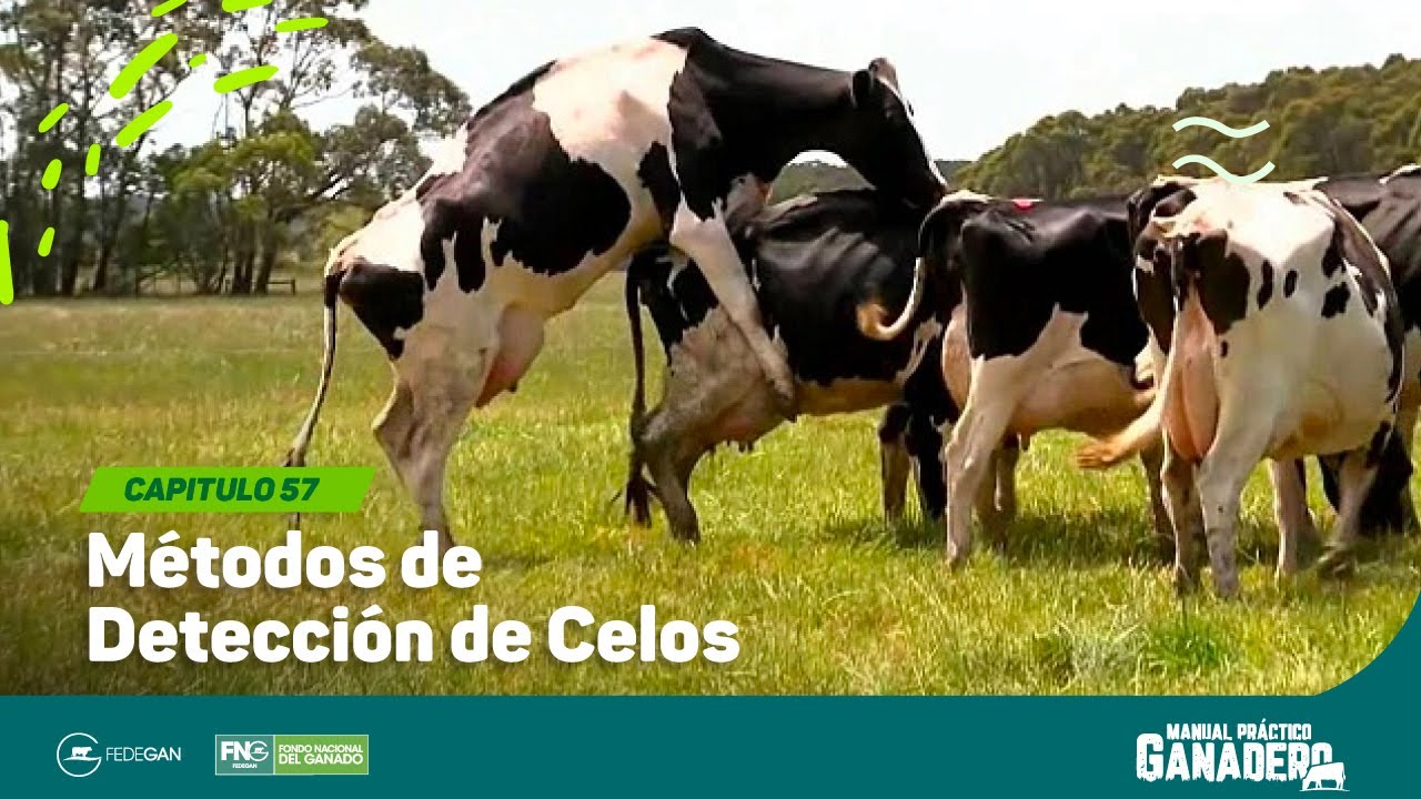 Cap 57 - Métodos de Detección de Celos #manualpracticoganadero