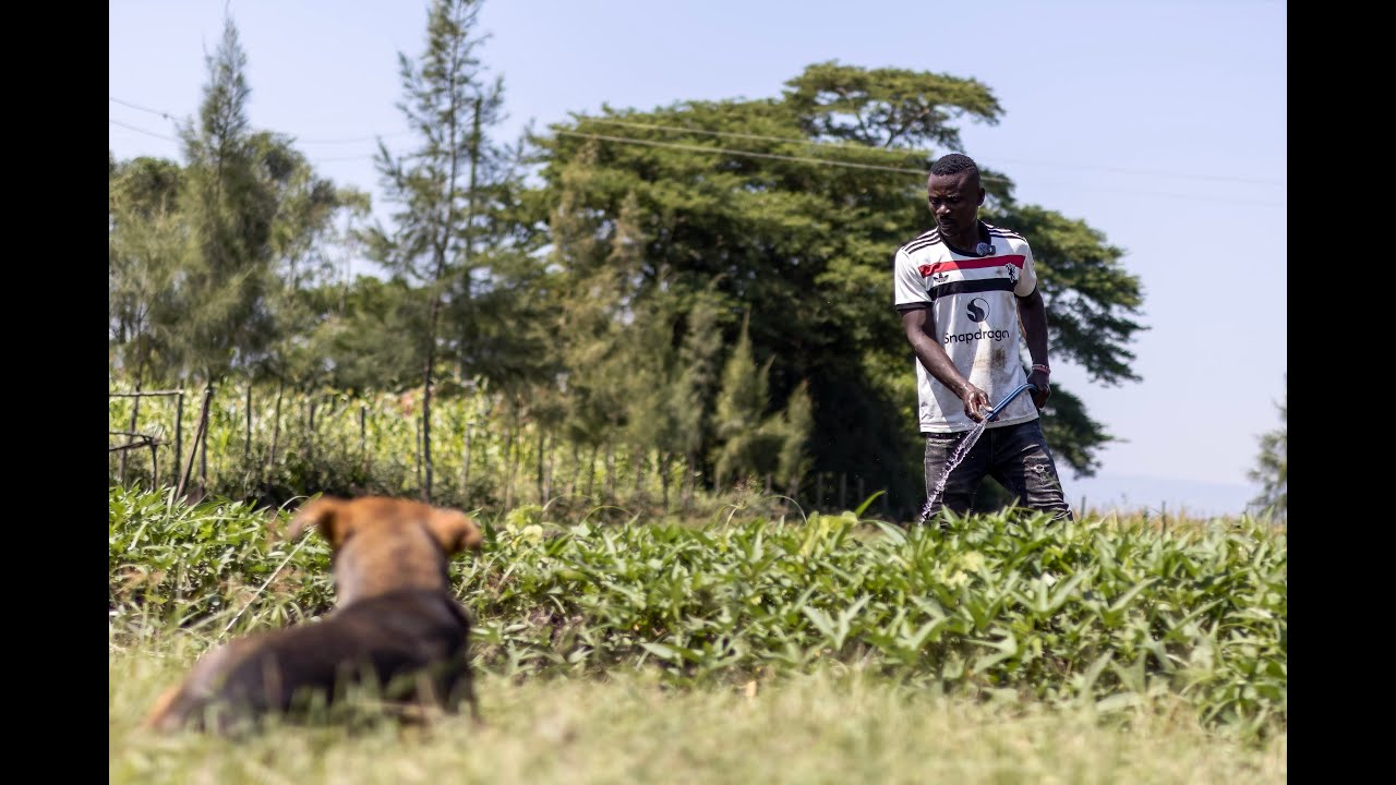 Meet Benard: A Farmer in Ahero, Kenya.