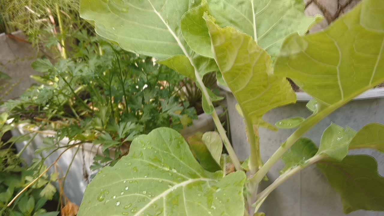Hoje &eacute; dia de colheita no quintal !!!