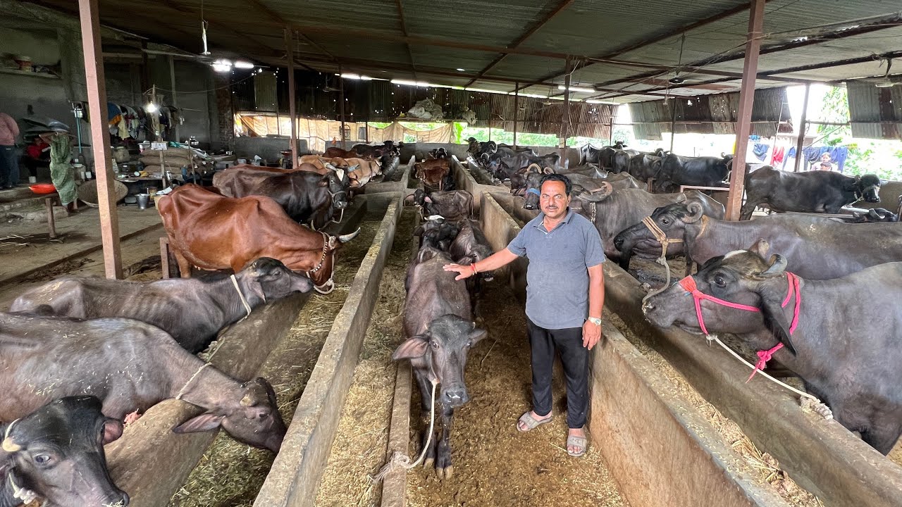 Buffalo Dairy Farm Unhel, Ujjain | Buffalo Dairy Farm | The Indian Dairy