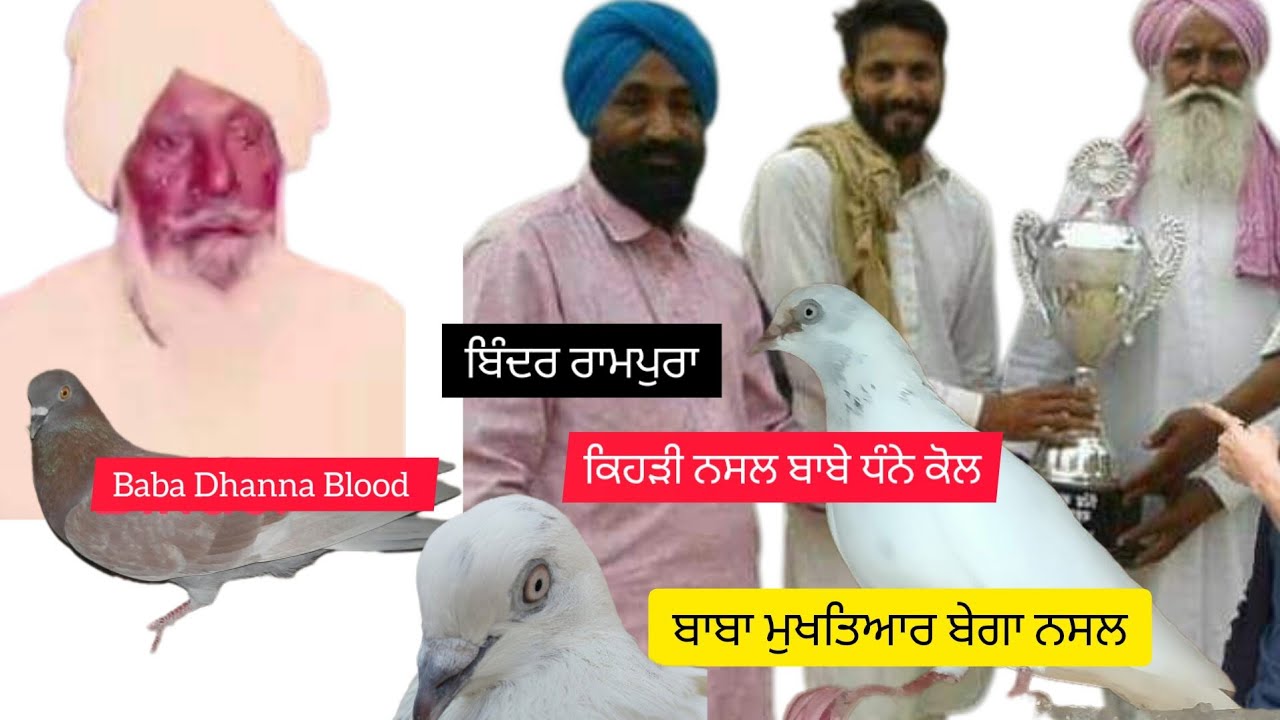 ਬਿੰਦਰ ਰਾਮਪੁਰਾ ਕਬੂਤਰਬਾਜੀ ਦੇ ਮੁੱਡ ਕਬੂਤਰ ਬਾਬਾ ਧੰਨਾ ਜੀ ਮਹਿਰਾਜ ਬਾਬਾ ਮੁਖਤਿਆਰ ਜੀ ਬੇਗਾ ਸਾਰੀ ਨਸਲ ਬਾਰੇ ਜਾਣਕਾਰੀ