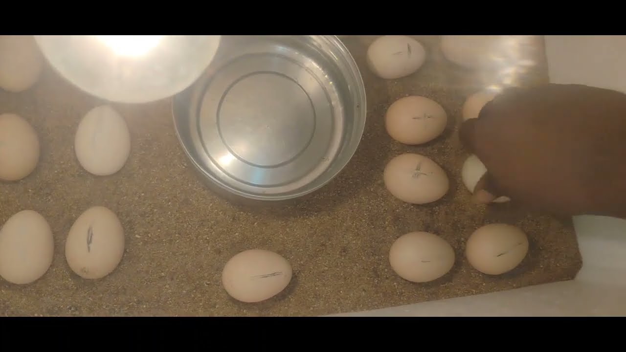 Home Chicken Egg Incubatio Day 3-Turning the Eggs