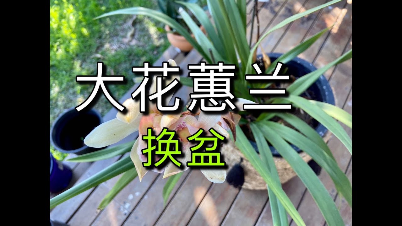 【20229】大花蕙兰花谢了，换盆 //静姐说花413