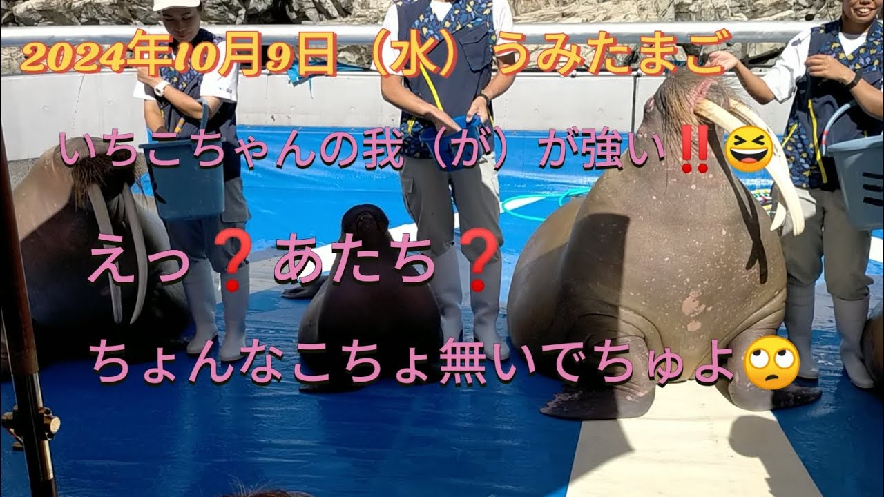 うみたまご2024年10月9日いちこちゃん、ママと出てくるの楽しいよね？