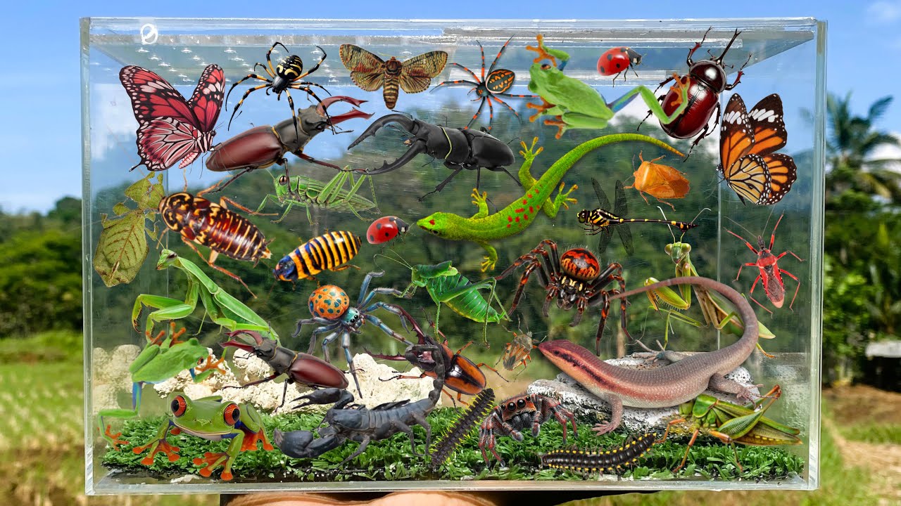 I Am catching insects in the garden, I got Dragonfly, Lizard, Grasshopper, Beetle, Mantis, Millipede