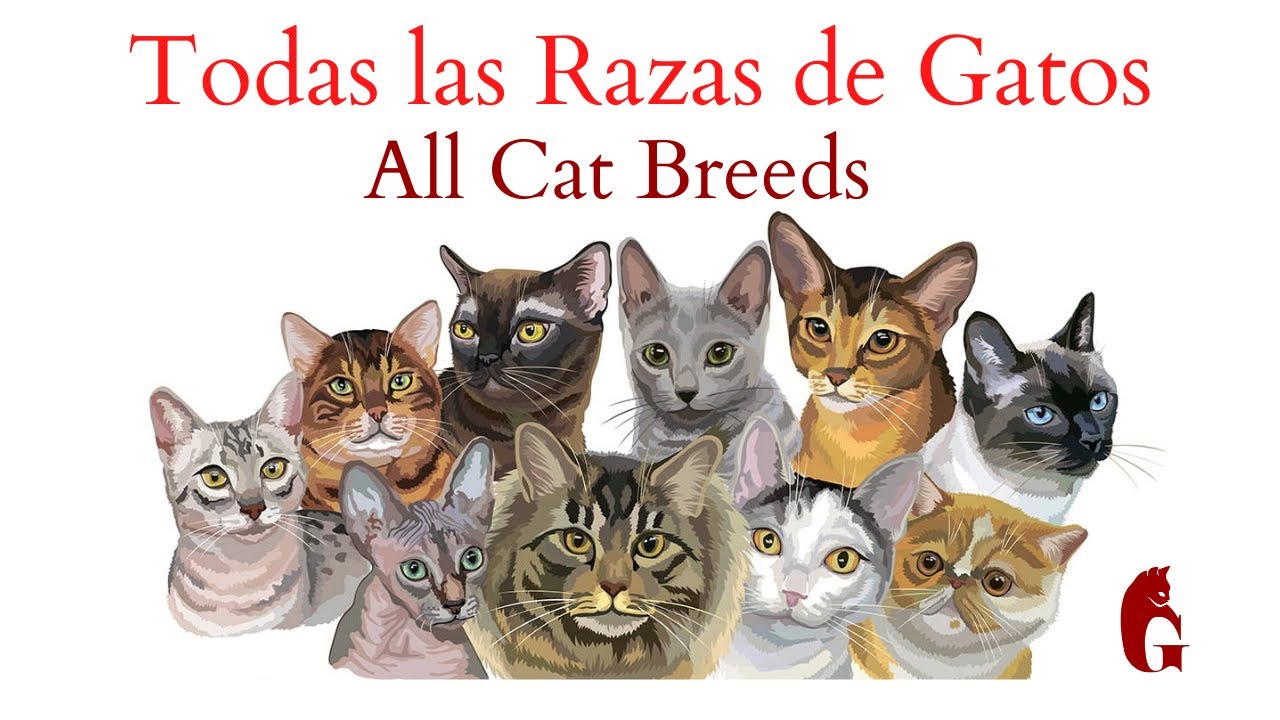 Todas las Razas de Gatos de la A a la Z (All Cat Breeds)