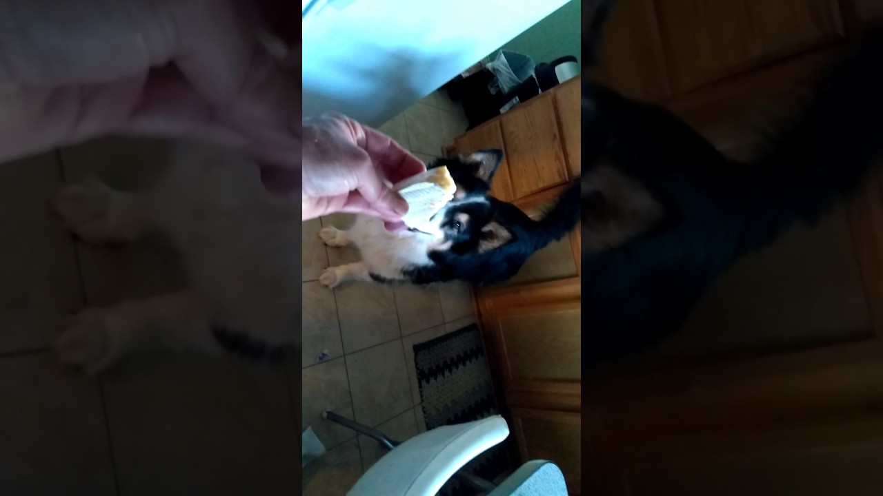 Dog loves French brie cheese
