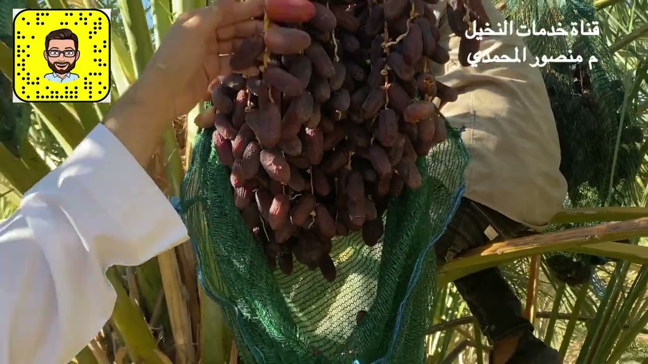 جداد نخلة العنبرة بالمدينة المنورة من الأصناف المتأخرة - التعريف بالعرجون والقنو- www.ajwafarmsa.com