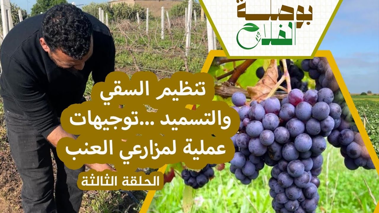 بوصلة الفلاح ح(3)| من التسميد إلى التقليم.. خطوات عملية لتفادي أمراض العنب وضمان مردودية عالية