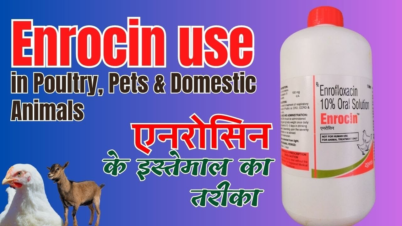 Enrocin Use in Poultry, Cattle, Goats, Dogs and Cats | #Enrofloxacin #veterinarymedicine