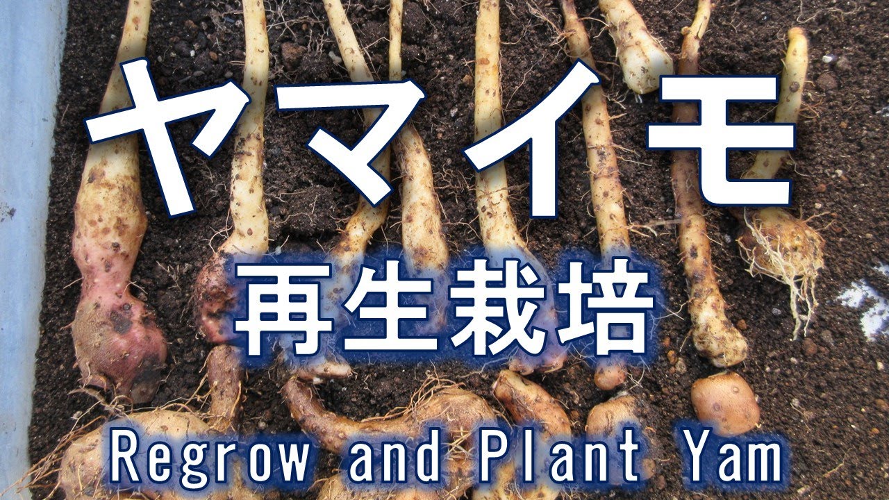 ヤマイモ　再生栽培　むいた皮からの再生　Regorow and plant Yam.