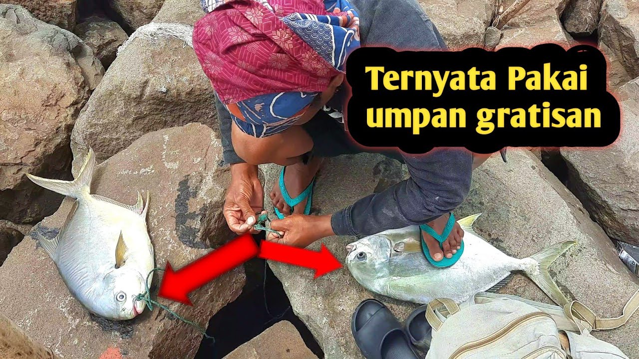 Mancing ikan gatho pompano umpan kepiting