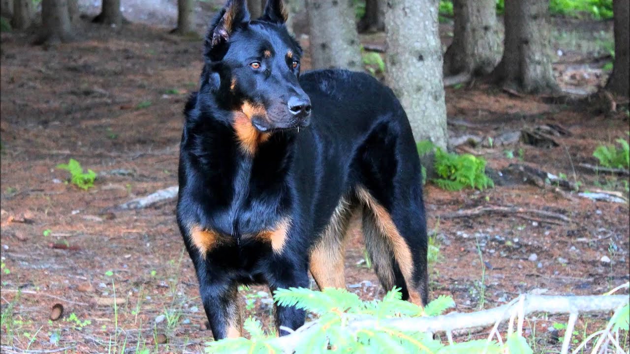 JACK BEAUCERON