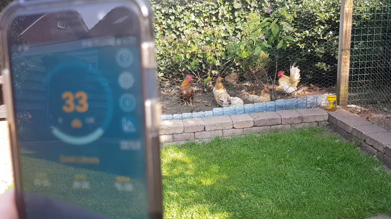 🐔Serama roosters, how much noise 🙉do they make?