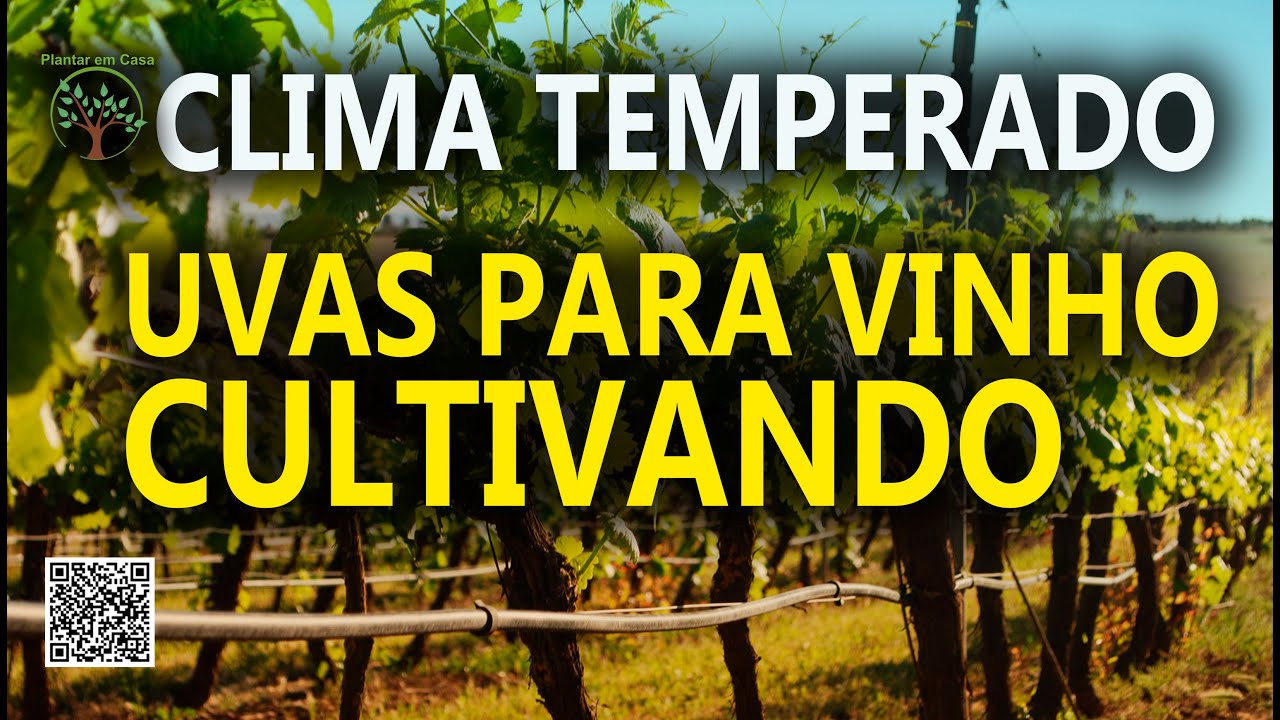 Uvas para Vinho, Cultivo e Produção com Clima Temperado no Entre Vilas de São Bento do Sapucaí