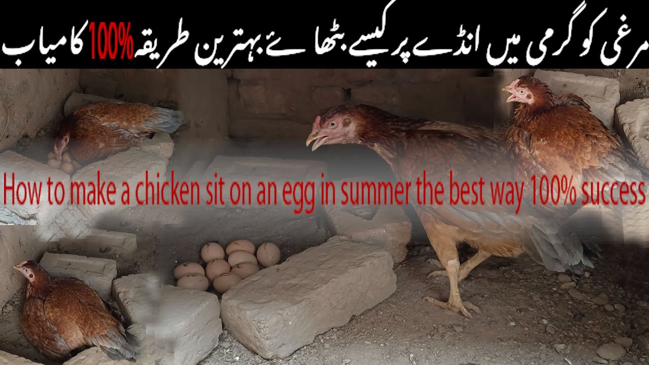 🤗murgi ko garmi mein ande par kaise badhaye murgi ko ando par💯lane ka tarika #vlog #egg