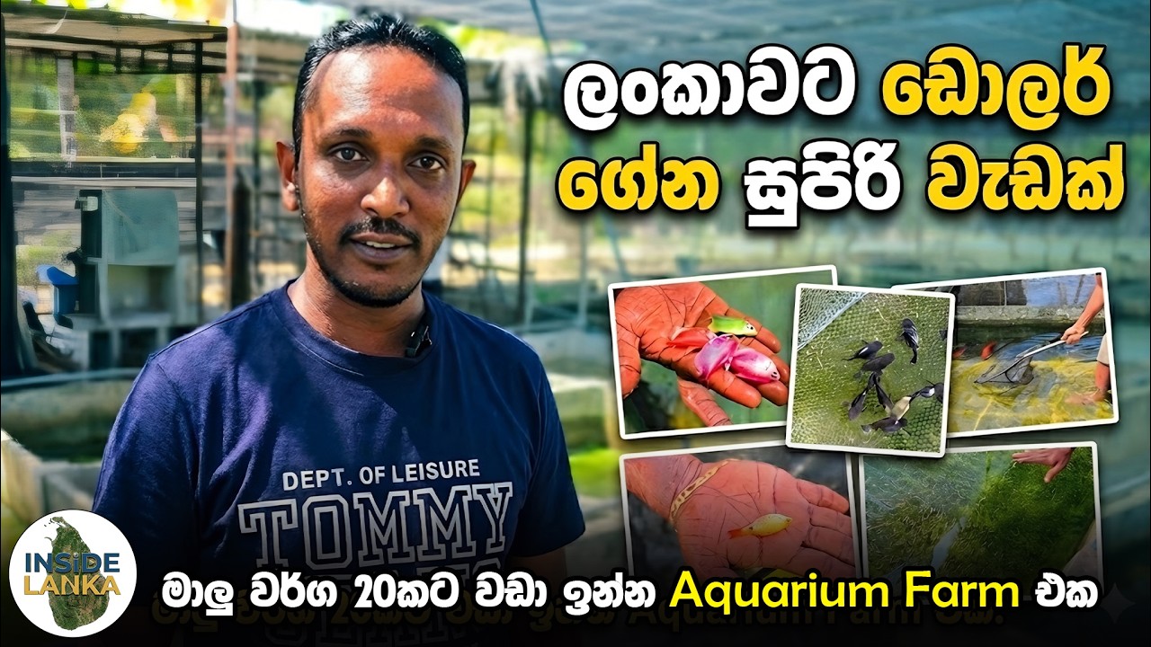 Ornamental Fish Industry 😲 | 100+ Tanks | Export Business