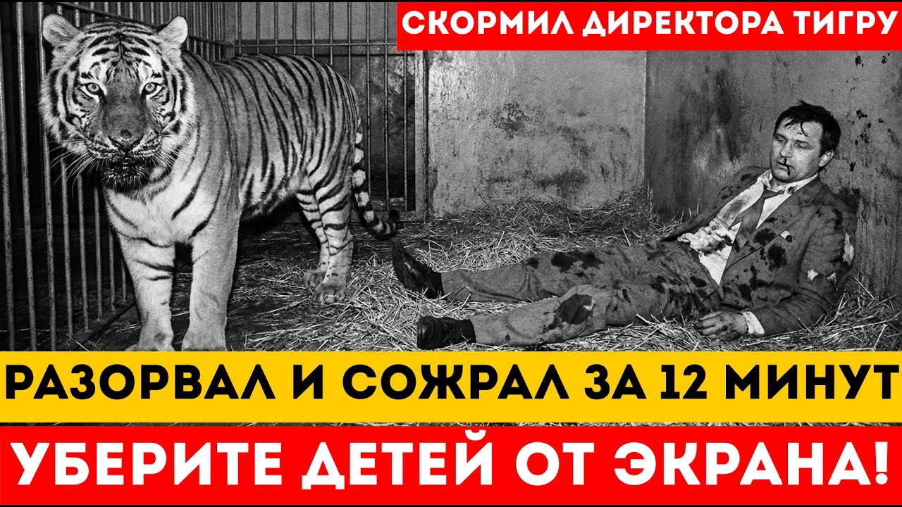 ТИГР СОЖРАЛ ДИРЕКТОРА ЗА 12 МИНУТ. МЕСТЬ ДРЕСИРОВЩИКА ЗА ВНУЧКУ